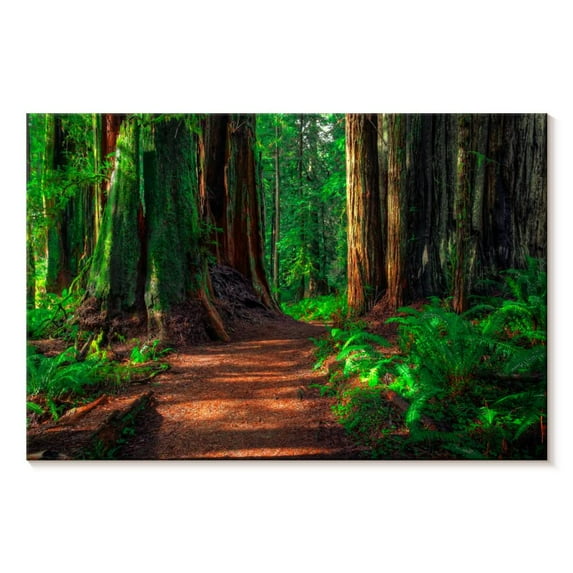 Elephant Stock Redwood Forest Path Wall Art - Horizontal Canvas Wall Art - Living Room Wall Decor - Nature Canvas - Brown And Green Decor - 12" x 8"