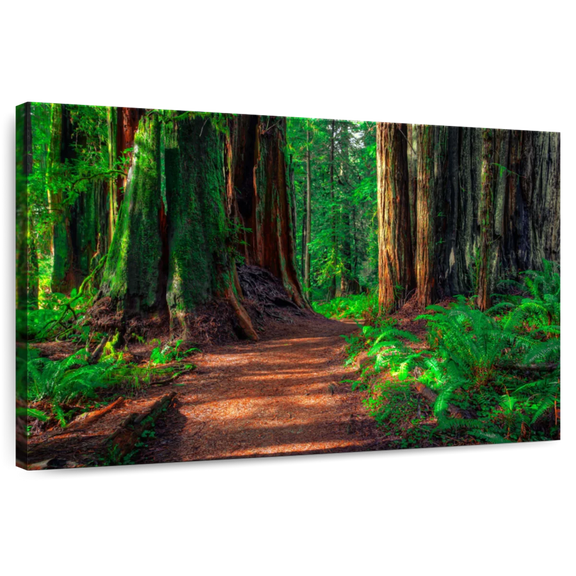 Elephant Stock Redwood Forest Path Wall Art - Horizontal Canvas Wall Art - Living Room Wall Decor - Nature Canvas - Brown And Green Decor - 51" x 34"