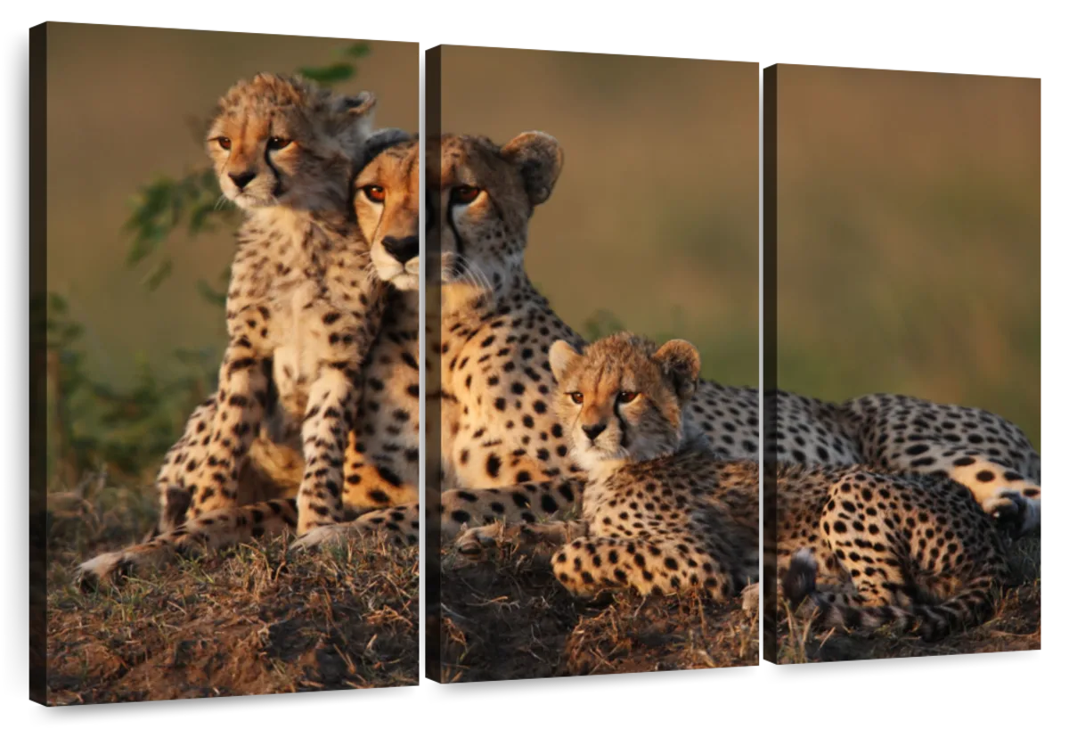 Elephant Stock Safari Cheetah Family Wall Art Horizontal Multi Panel