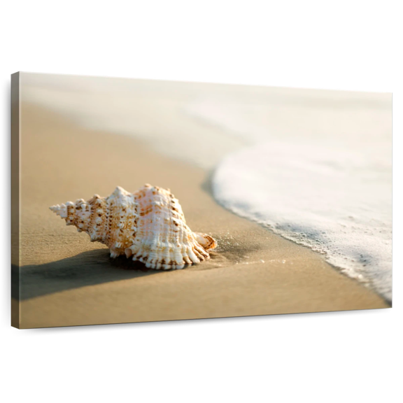 Elephant Stock Shell On The Beach Wall Art - Horizontal Canvas Wall Art - Living Room Wall Decor - Nautical Canvas - Beige And Gray Decor - 12" x 8"