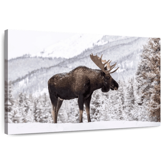 Elephant Stock Snowy Moose Wall Art - Horizontal Canvas Wall Art - Living Room Wall Decor - Animal Canvas - Brown And White Decor - 36" x 24"