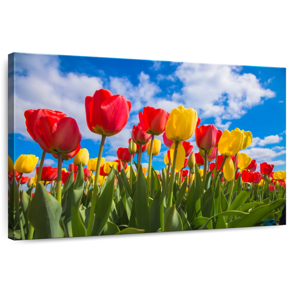 Elephant Stock Spring Tulip Field Wall Art - Horizontal Canvas Wall Art - Hallway Wall Decor - Floral And Botanical Canvas - Blue And Red Decor - 45" x 30"