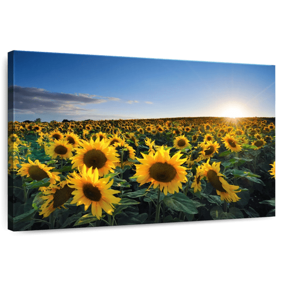Elephant Stock Sunflower Field Sunrise Wall Art - Horizontal Canvas Wall Art - Living Room Wall Decor - Nature Canvas - Beige And Gold Decor - 45" x 30"