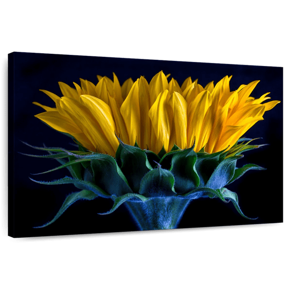 Elephant Stock Sunflower Side View Wall Art - Horizontal Canvas Wall Art - Living Room Wall Decor - Floral And Botanical Canvas - Yellow And Black Decor - 36" x 24"