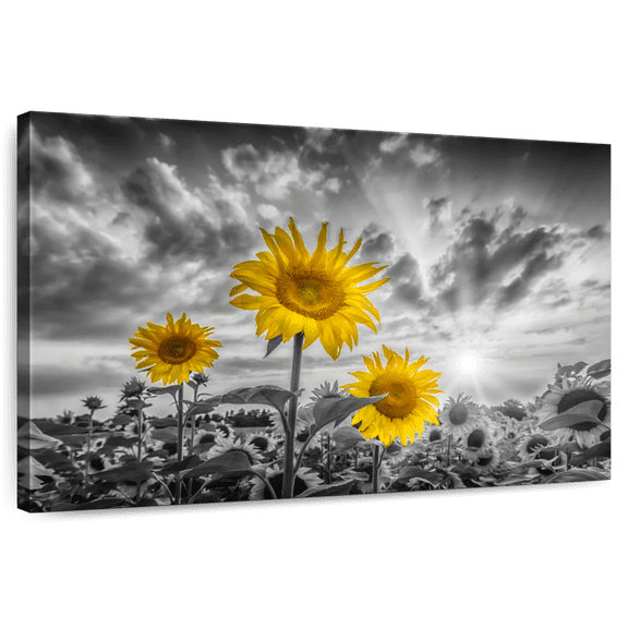 Elephant Stock Sunflowers In Sunset Yellow Color Pop Wall Art - Horizontal Canvas Wall Art - Living Room Wall Decor - Floral And Botanical Canvas - Orange And Gray Decor By Melanie Viola - 12" x 8"