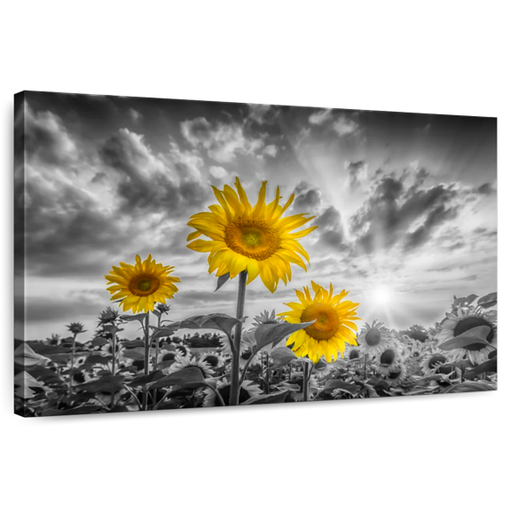 Elephant Stock Sunflowers In Sunset Yellow Color Pop Wall Art - Horizontal Canvas Wall Art - Living Room Wall Decor - Floral And Botanical Canvas - Orange And Gray Decor By Melanie Viola - 48" x 32"