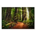 thumbnail image 1 of Elephant Stock Sunrise At Jedediah Redwoods State Park Wall Art - Horizontal Canvas Wall Art - Living Room Wall Decor - Nature Canvas - Brown And Orange Decor By Scott Stulberg - 24" x 16", 1 of 4