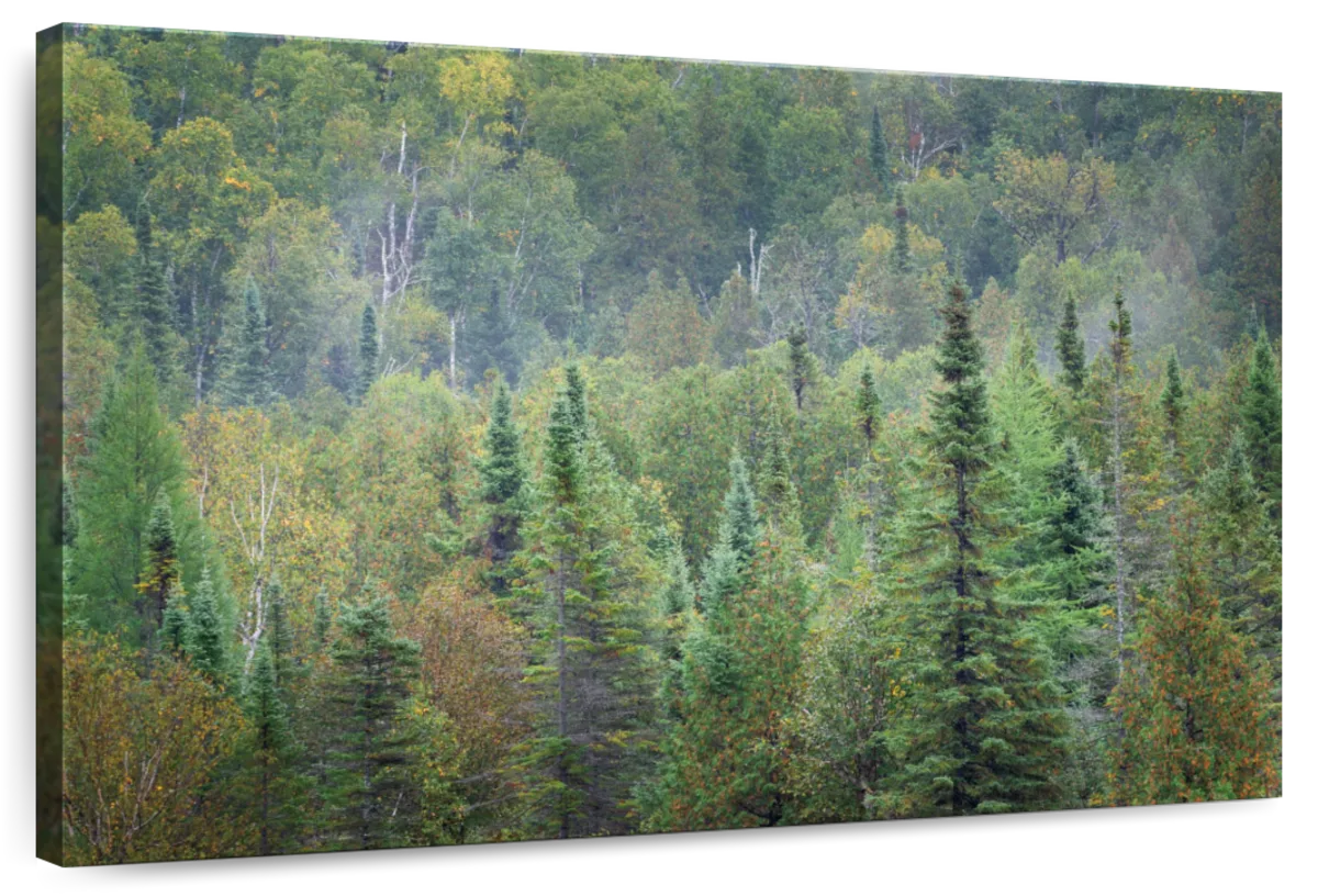 Elephant Stock Superior National Forest Wall Art Horizontal Canvas