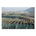 thumbnail image 1 of Elephant Stock Tequila Jalisco Agave Field Wall Art - Horizontal Canvas Wall Art - Living Room Wall Decor - Nature Canvas - Teal And Blue Decor - 12" x 8", 1 of 4