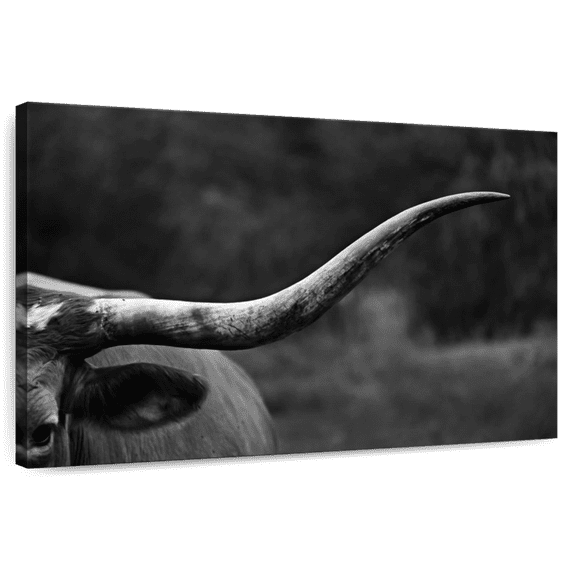 Elephant Stock Texas Longhorn Cattle Wall Art - Horizontal Canvas Wall Art - Living Room Wall Decor - Animal Canvas - White And Black Decor - 12" x 8"