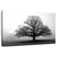 thumbnail image 1 of Elephant Stock Tree In Mist Wall Art - Horizontal Canvas Wall Art - Living Room Wall Decor - Floral And Botanical Canvas - Black And Gray Decor By Photoinc Studio - 51" x 34", 1 of 8