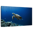 thumbnail image 1 of Elephant Stock Turtle Adventure Wall Art - Horizontal Canvas Wall Art - Living Room Wall Decor - Animal Canvas - Blue And Turquoise Decor - 12" x 8", 1 of 8