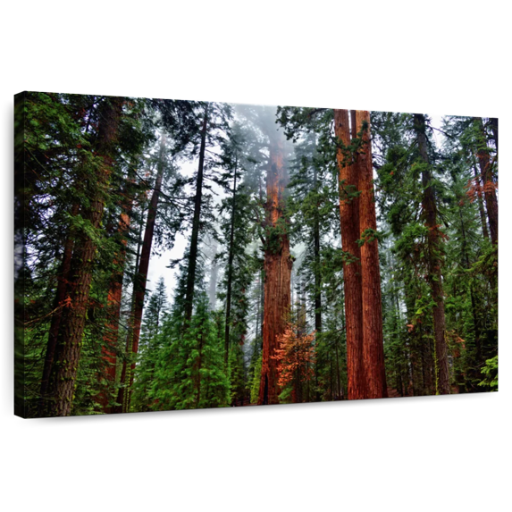 Elephant Stock Vibrant Redwood Wall Art - Horizontal Canvas Wall Art - Living Room Wall Decor - Floral And Botanical Canvas - Brown And Red Decor - 30" x 20"