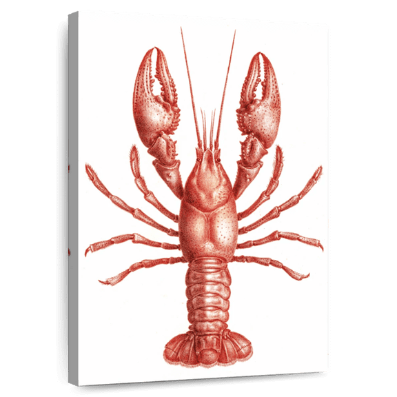Elephant Stock Vintage Crawfish Wall Art - Vertical Canvas Wall Art - Kitchen Wall Decor - Animal Canvas - White And Red Decor - 30" x 45"