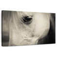 thumbnail image 1 of Elephant Stock White Horse Eye Wall Art - Horizontal Canvas Wall Art - Living Room Wall Decor - Animal Canvas - Beige And Gray Decor - 24" x 16", 1 of 8