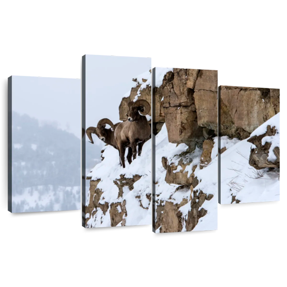 Elephant Stock Winter Bighorn Sheep Wall Art - Horizontal Multi Panel Canvas - Living Room Wall Decor - Animal Multi Panel - White And Brown Decor - 36" x 22"