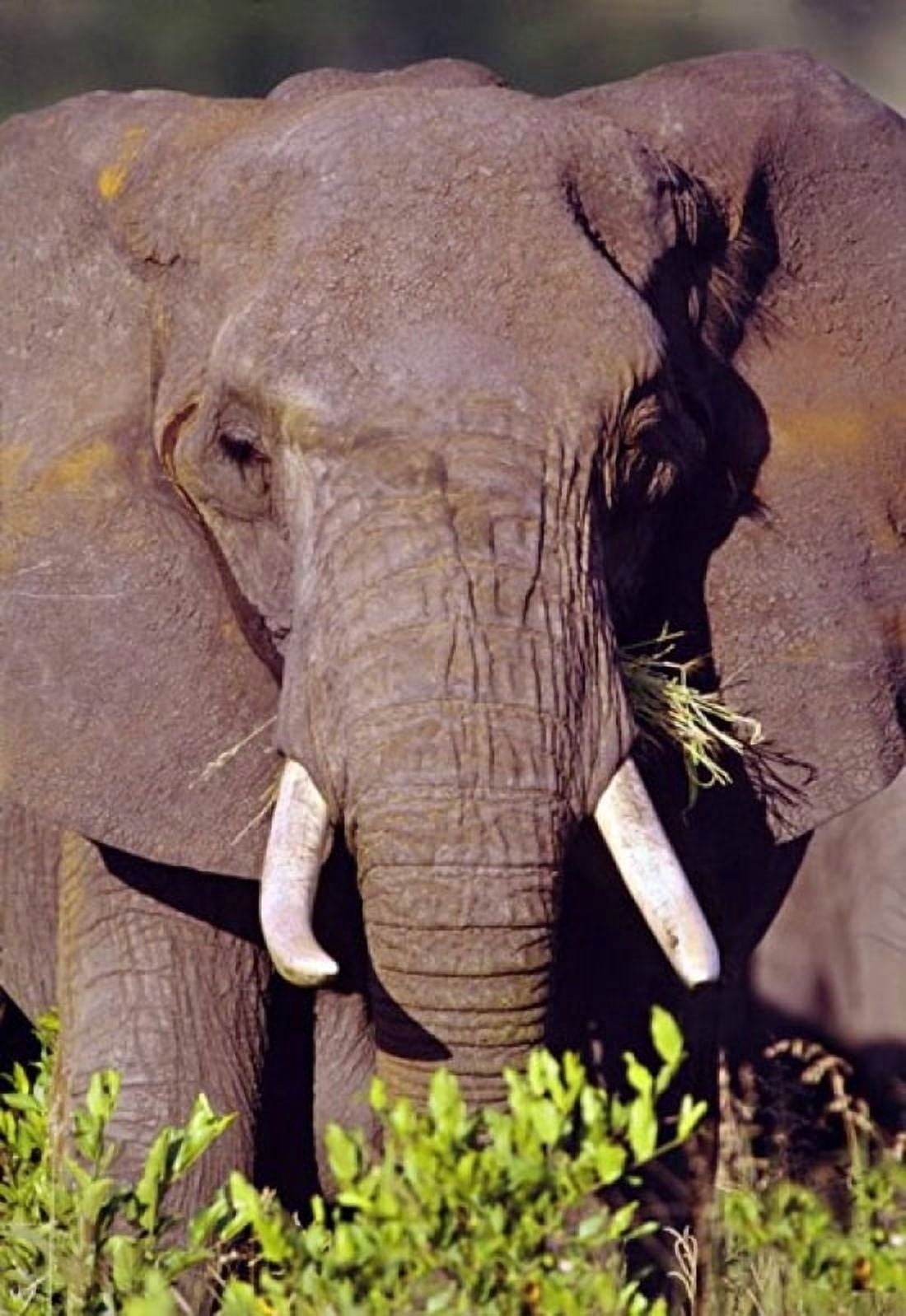Elephant Tanzania Africa Canvas Art - Panoramic Images (17 x 24)