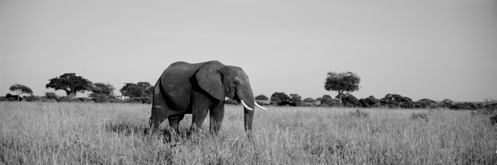Elephant Tarangire Tanzania Africa Canvas Art - Panoramic Images (12 x 36)