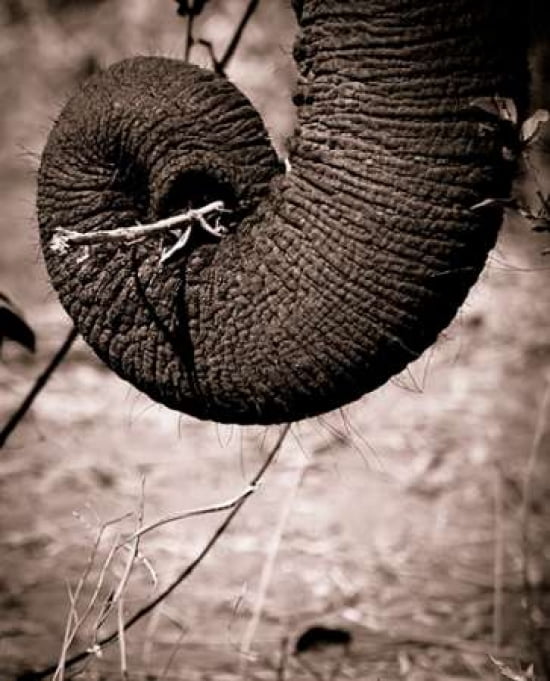 Elephant Trunk Canvas Art - Beth Wold (20 x 24)