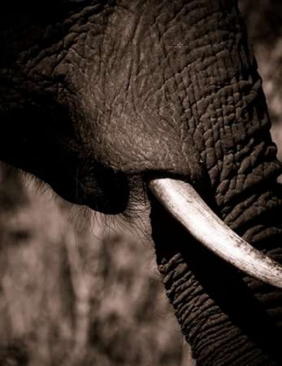 Elephant Tusk Canvas Art - Beth Wold (22 x 28)