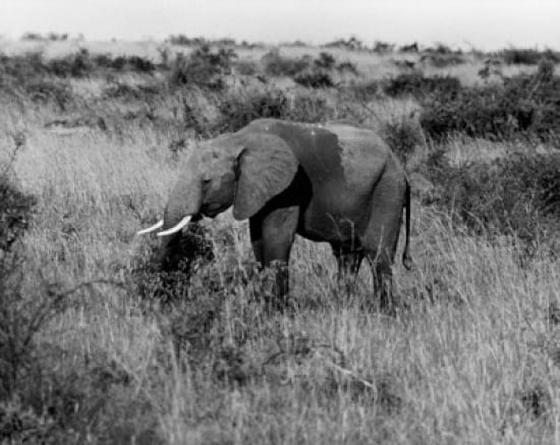 Elephant Uganda Canvas Art - (18 x 24)