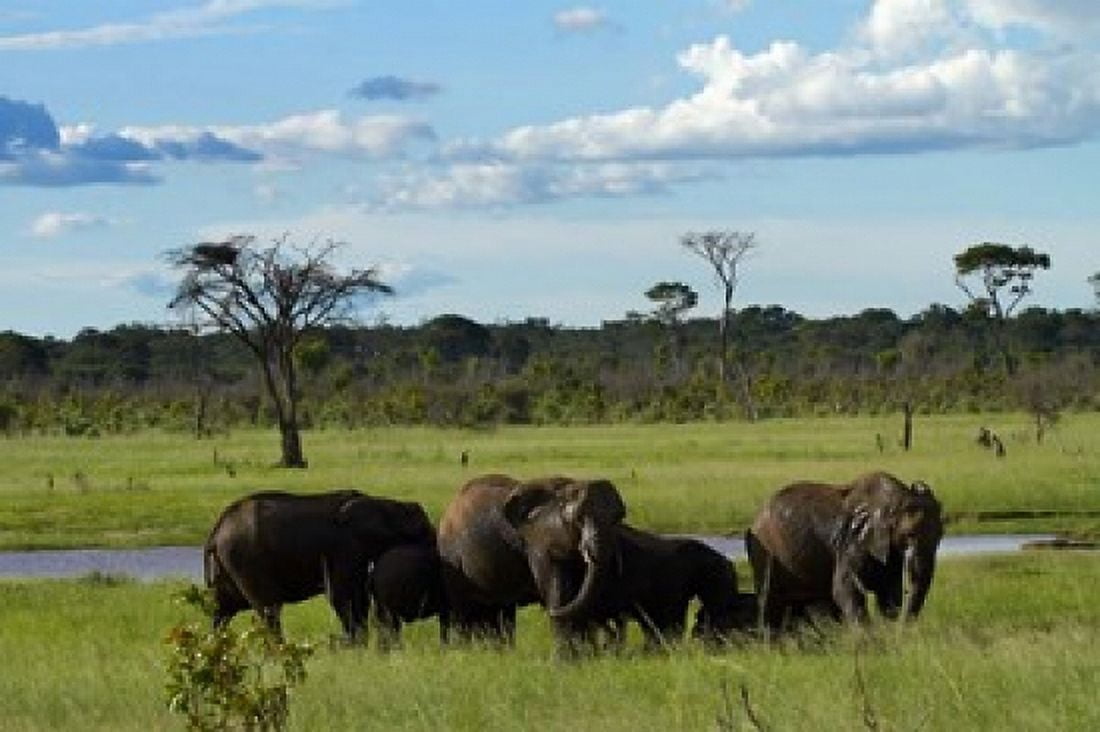 Elephant Zimbabwe Canvas Art - David Wall DanitaDelimont (35 x 24)