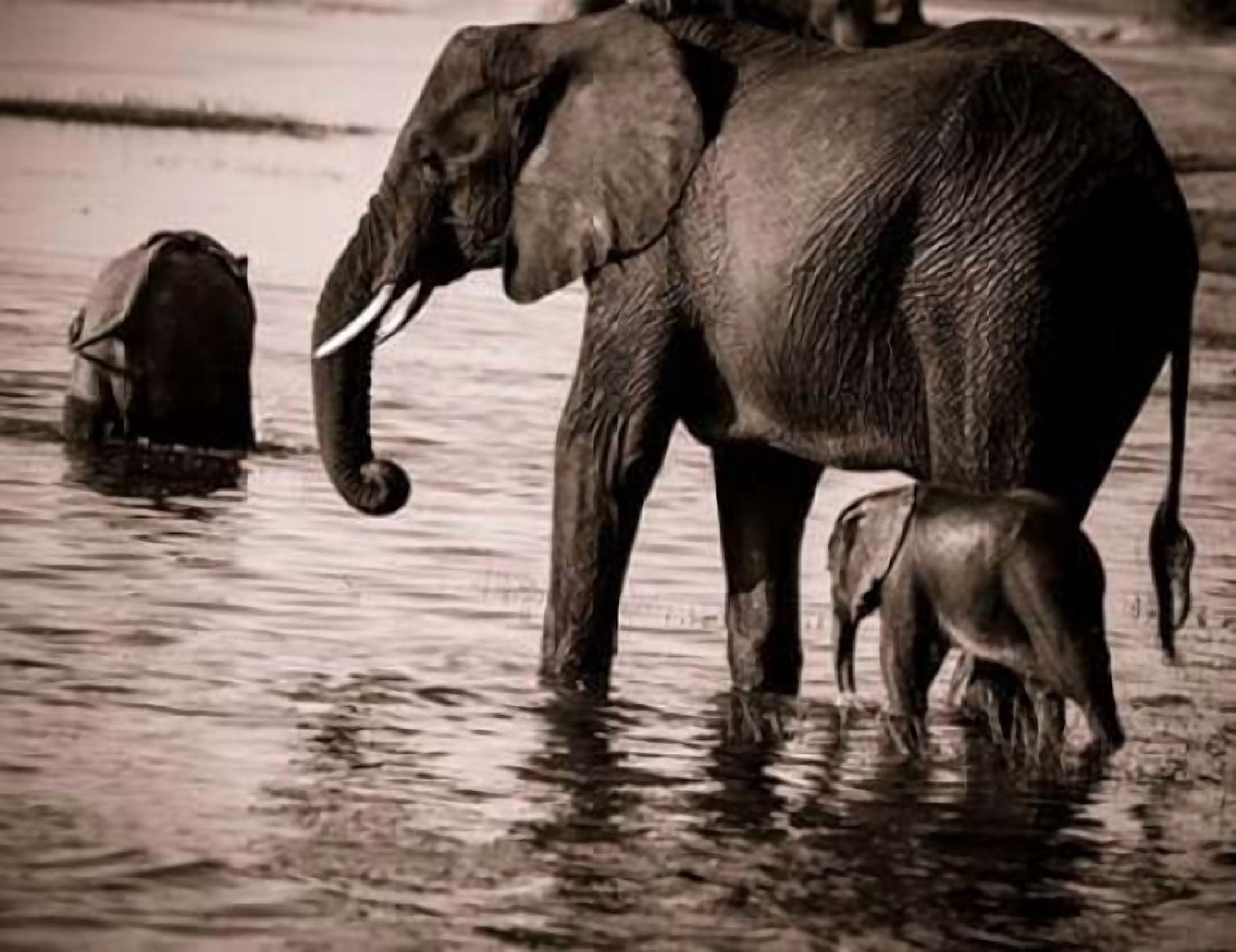 Elephant and Baby Canvas Art - Beth Wold (22 x 28)