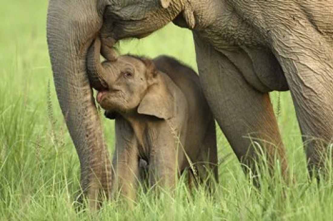 Elephant and Young Corbett National Park Uttaranchal India Canvas Art - Jagdeep Rajput DanitaDelimont (26 x 18)