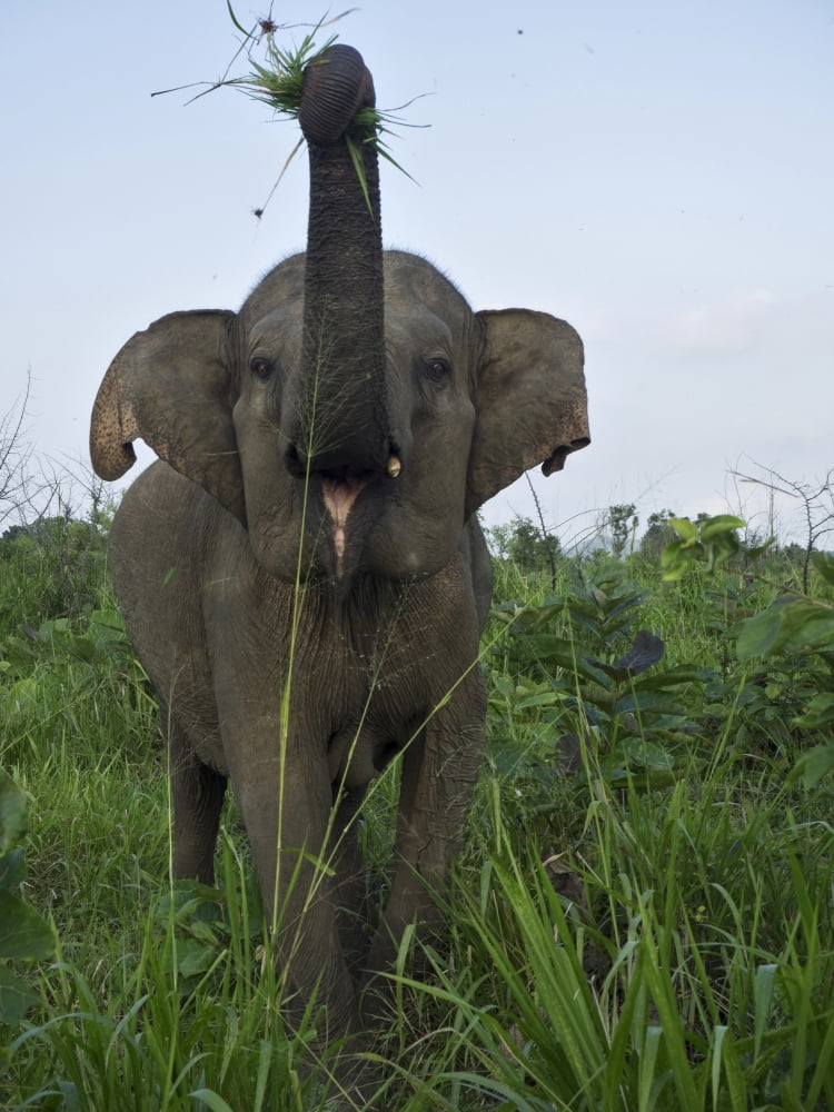 Elephant at Hurulu Eco Park North Central Province Sri Lanka Canvas Art - Panoramic Images (12 x 16)