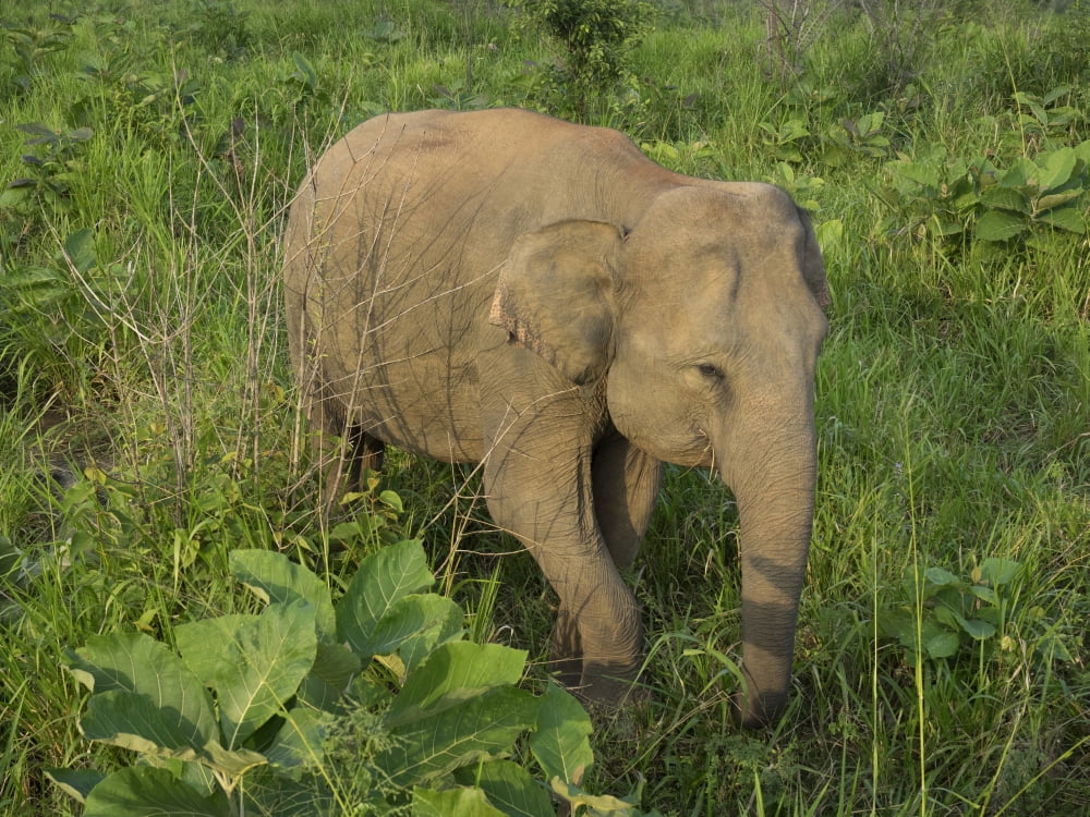 Elephant at Hurulu Eco Park North Central Province Sri Lanka Canvas Art - Panoramic Images (12 x 16)