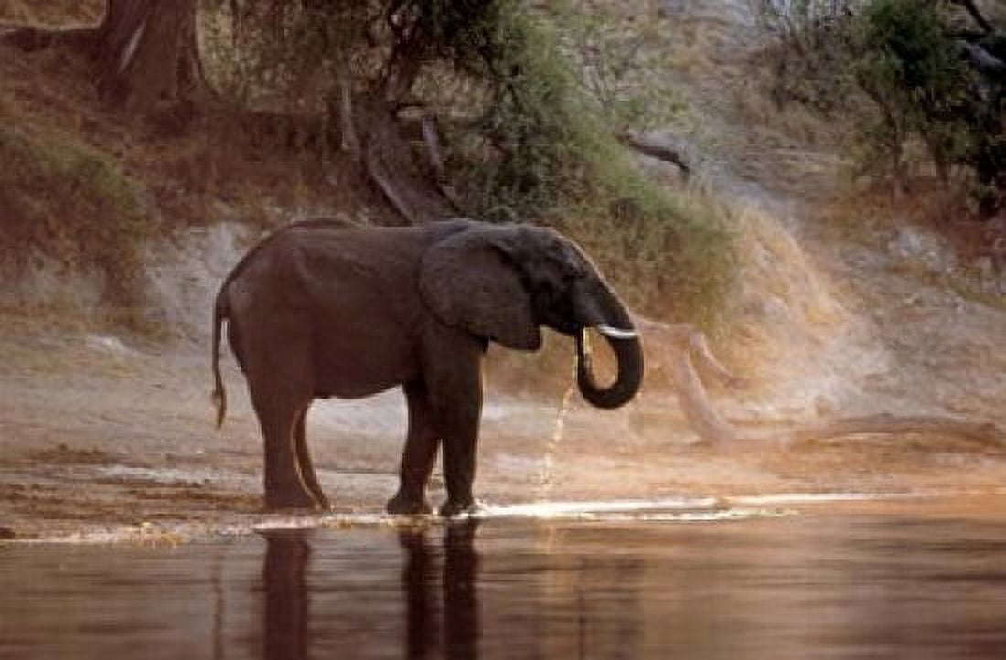Elephant at Water Hole South Africa Canvas Art - Paul Souders DanitaDelimont (36 x 24)