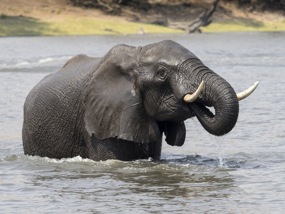 Elephant crossing Chobe River Chobe National Park Kasane Botswana Canvas Art - Panoramic Images (24 x 18)