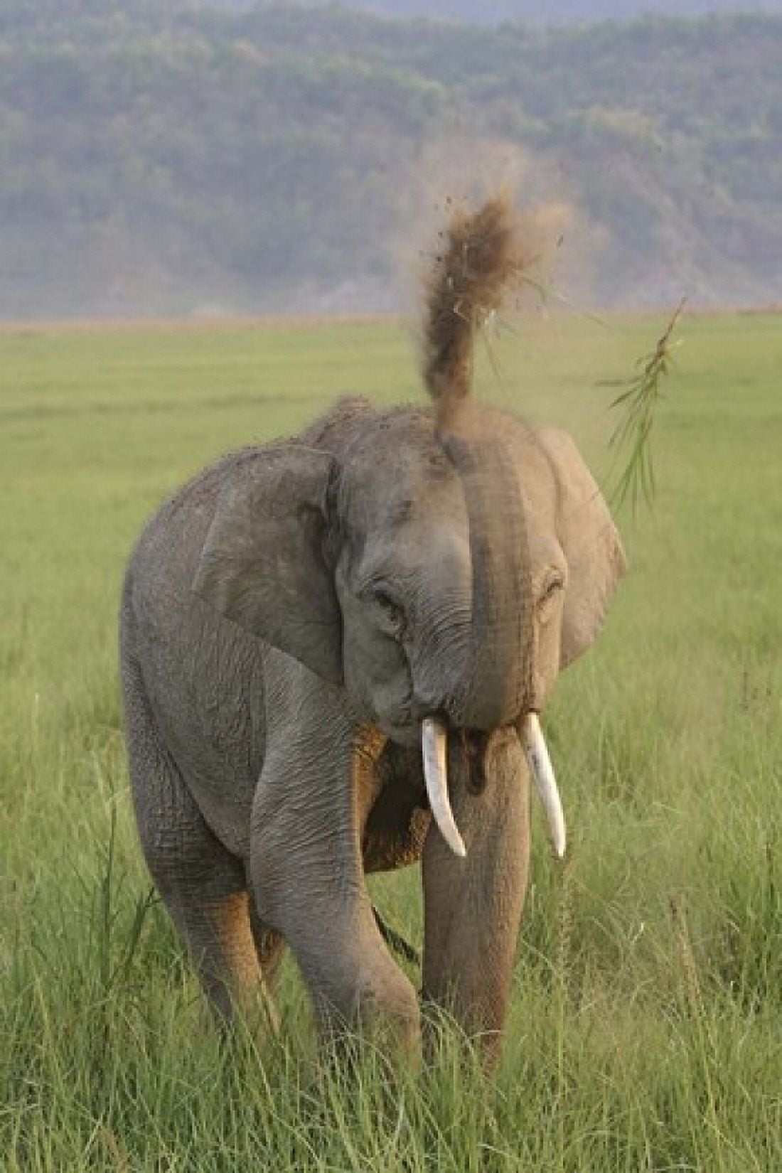 Elephant dust bath Corbett NP Uttaranchal India Canvas Art - Jagdeep Rajput DanitaDelimont (24 x 36)