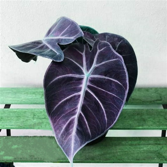Elephant ear/Beautiful Flower Plant Home Garden