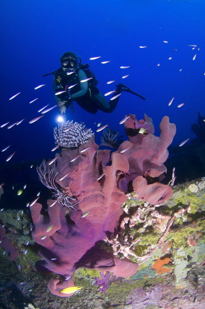 Elephant ear sponge attached to a shipwreck Solomon Islands Canvas Art - Steve JonesStocktrek Images (12 x 18)