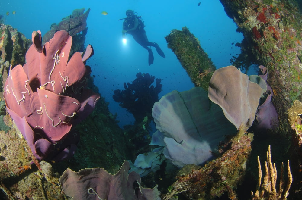 Elephant ear sponge attached to a shipwreck Solomon Islands Canvas Art - Steve JonesStocktrek Images (18 x 12)