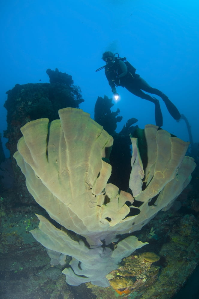 Elephant ear sponge attached to a shipwreck Solomon Islands Canvas Art - Steve JonesStocktrek Images (23 x 35)