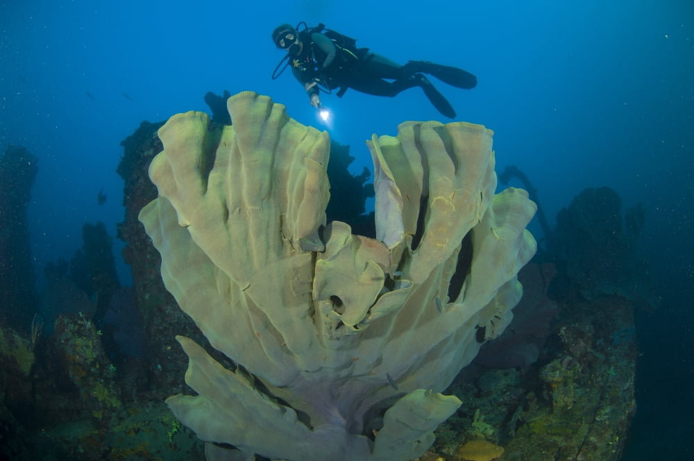 Elephant ear sponge attached to a shipwreck Solomon Islands Canvas Art - Steve JonesStocktrek Images (35 x 23)
