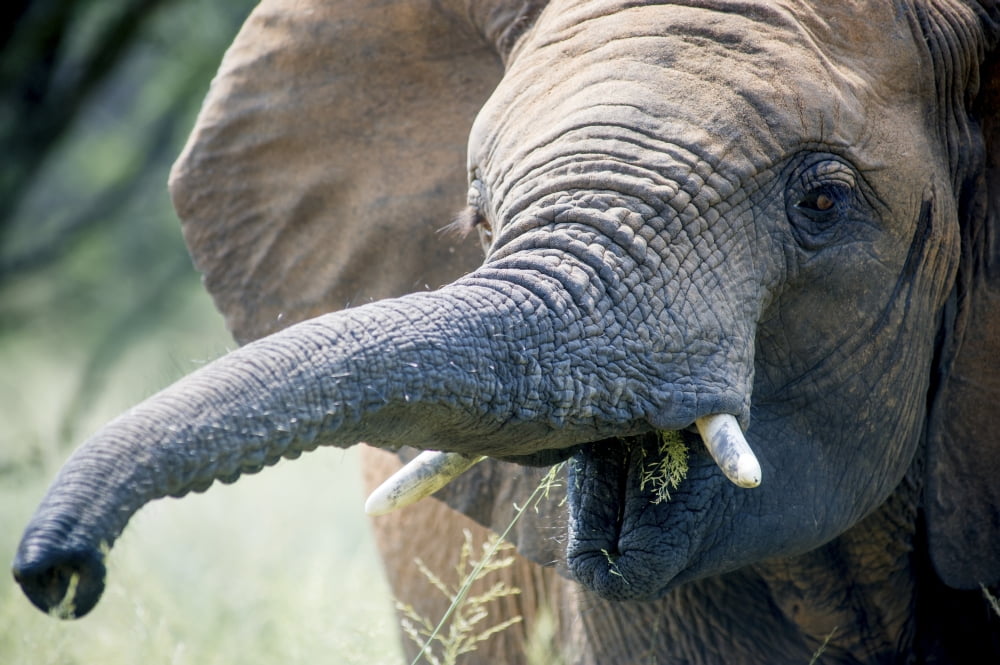 Elephant (elephantidae) feeding at Dinokeng Game Reserve South Africa Canvas Art - Remsberg Inc Design Pics (19 x 12)