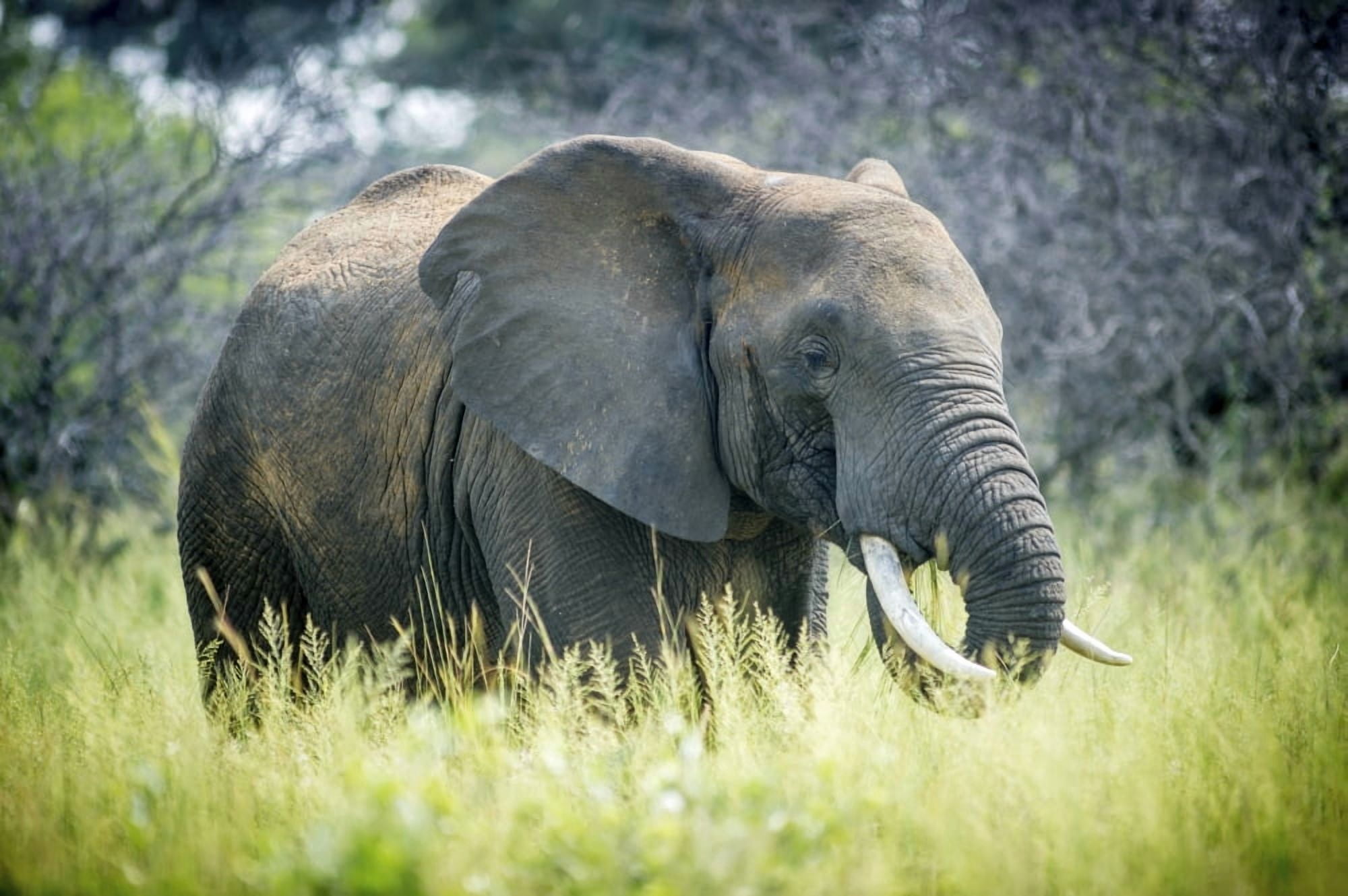 Elephant (elephantidae) feeding at Dinokeng Game Reserve South Africa Canvas Art - Remsberg Inc Design Pics (19 x 12)