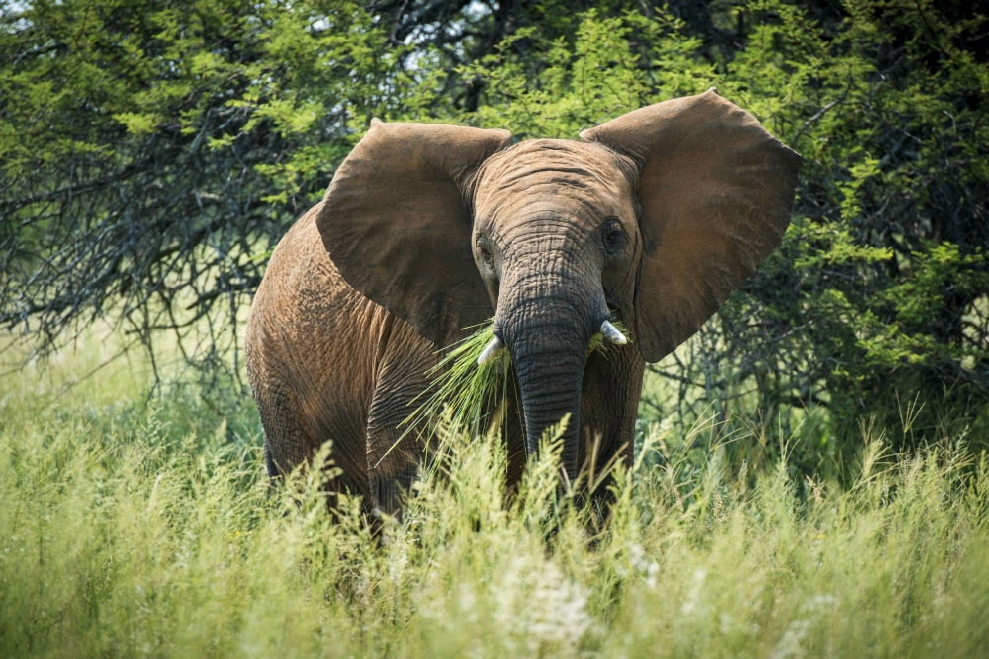 Elephant (elephantidae) feeding at Dinokeng Game Reserve South Africa Canvas Art - Remsberg Inc Design Pics (19 x 12)