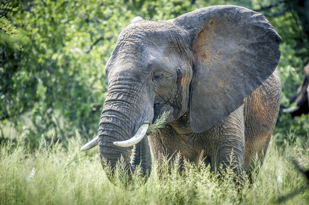 Elephant (elephantidae) feeding at Dinokeng Game Reserve South Africa Canvas Art - Remsberg Inc Design Pics (19 x 12)