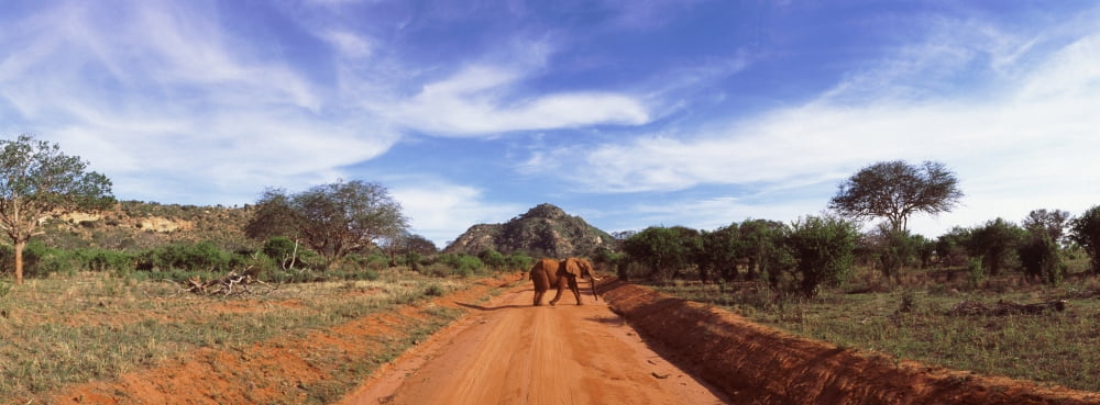 Elephant in Tsavo East National Park Kenya Canvas Art - Panoramic Images (36 x 12)