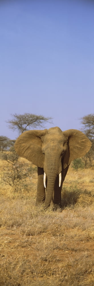 Elephant in a field Samburu National Reserve Kenya Canvas Art - Panoramic Images (12 x 36)