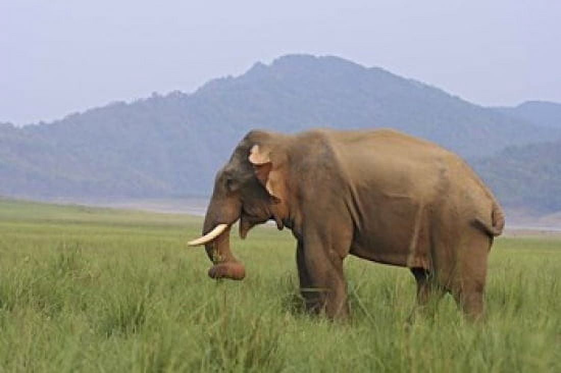 Elephant in the grass Corbett NP Uttaranchal India Canvas Art - Jagdeep Rajput DanitaDelimont (26 x 18)