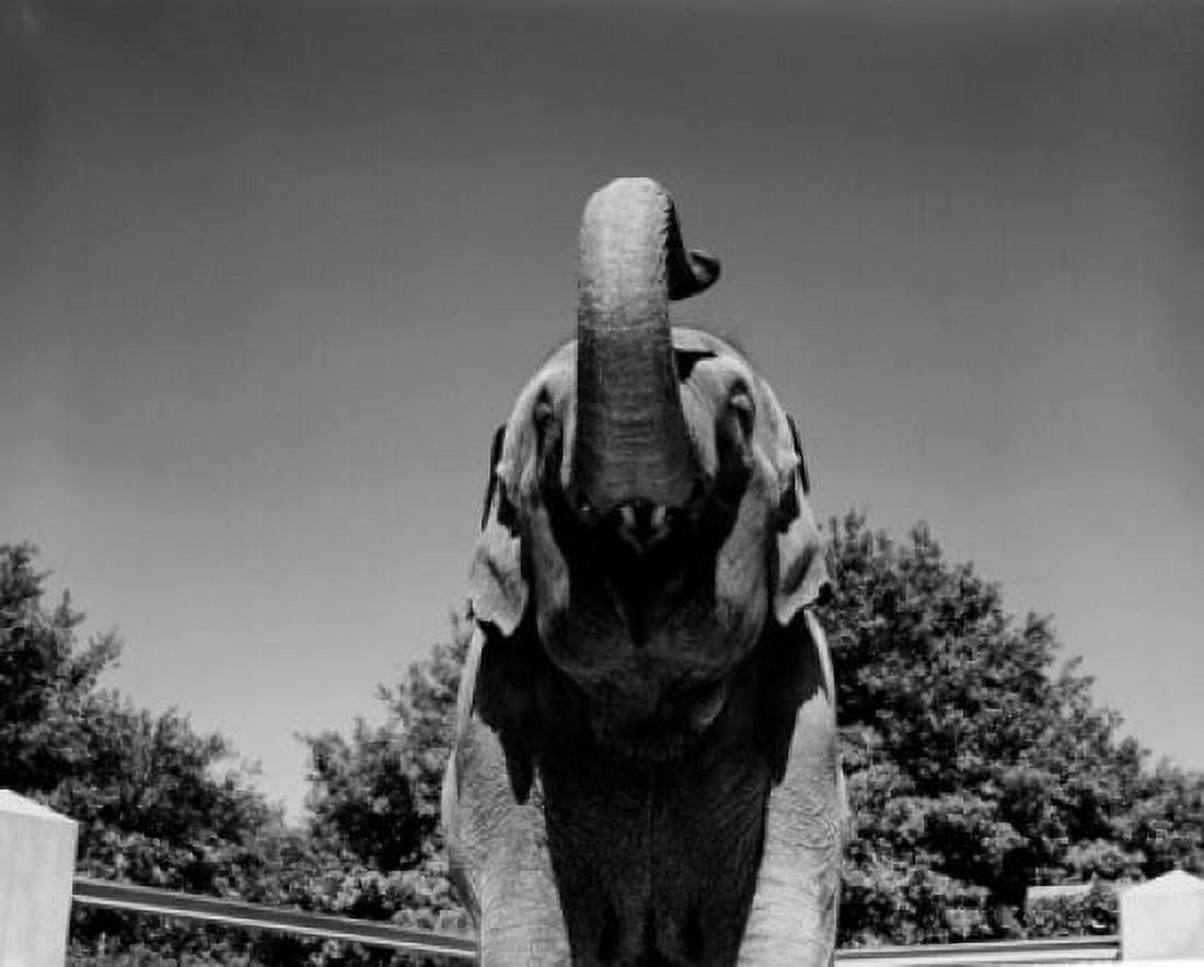 Elephant in zoo Canvas Art - (24 x 36)