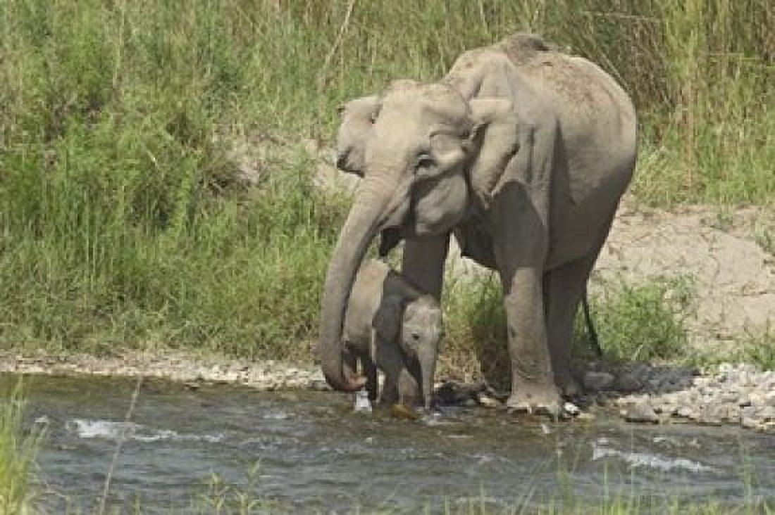 Elephant on riverbank Corbett NP Uttaranchal India Canvas Art - Jagdeep Rajput DanitaDelimont (36 x 24)