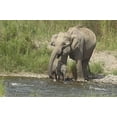 thumbnail image 1 of Elephant on riverbank, Corbett NP, Uttaranchal, India Poster Print by Jagdeep Rajput (36 x 24), 1 of 1