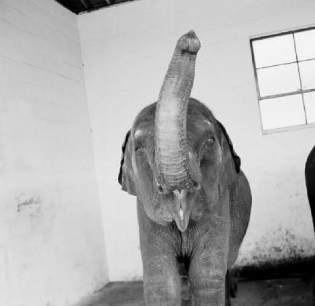 Elephant raising trunk Canvas Art - (24 x 36)