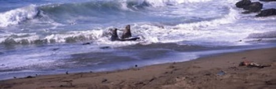 Elephant seals in the sea San Luis Obispo County California USA Canvas Art - Panoramic Images (36 x 12)